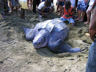 Giant leatherback turtle on Grafton Beach